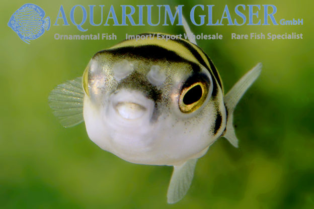 Colomesus Asellus Aquarium Glaser GmbH