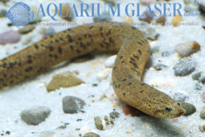 Synbranchus Marmoratus Aquarium Glaser Gmbh