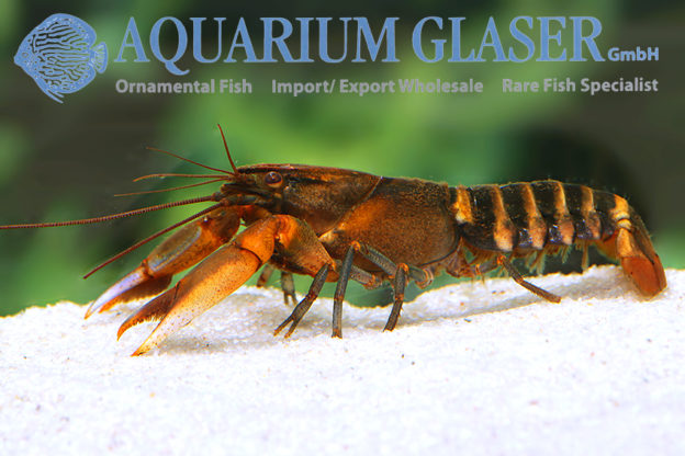 Cherax Peknyi Aquarium Glaser GmbH