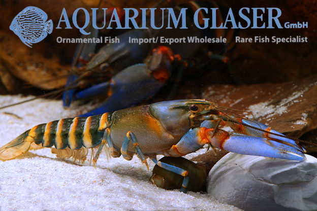 Cherax Peknyi Super Blue Aquarium Glaser GmbH