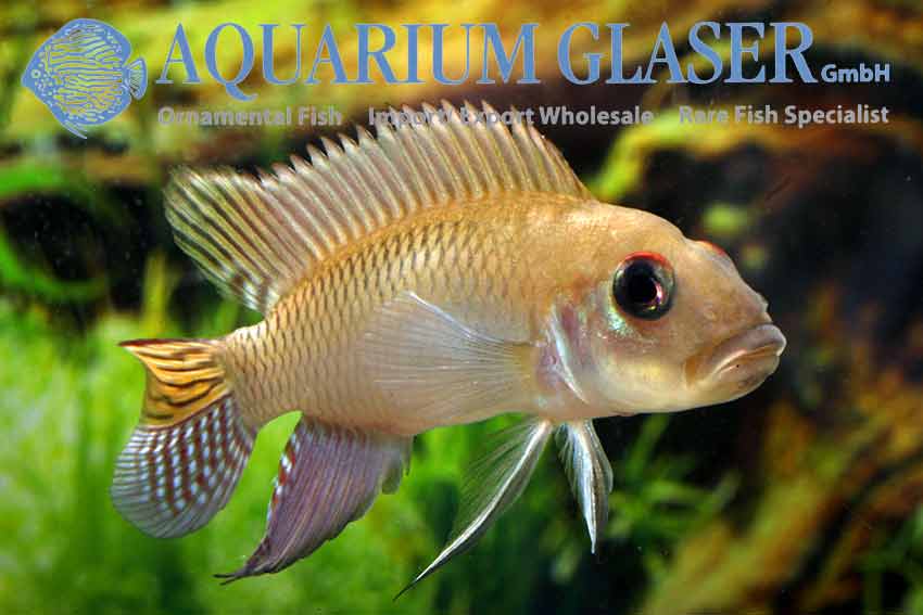 Nanochromis Parilus - Aquarium Glaser GmbH