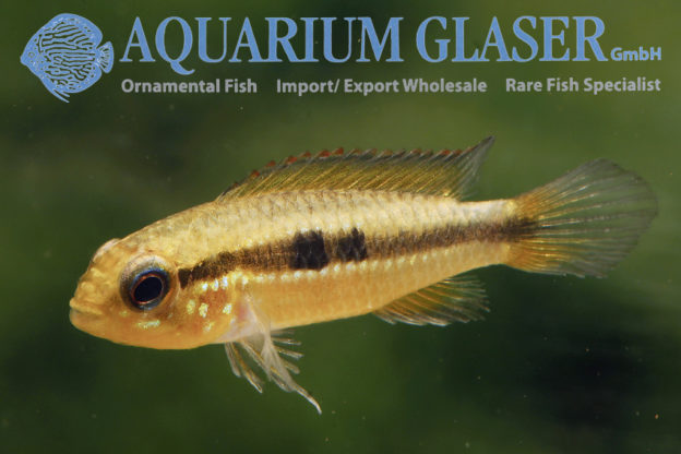 Apistogramma Agassizii Peru Wild Aquarium Glaser Gmbh