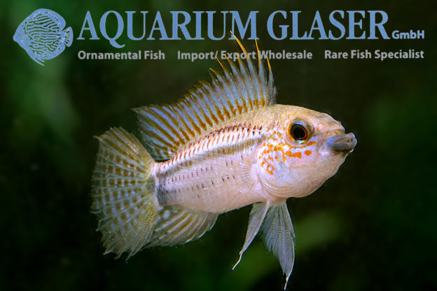 Apistogramma Eremnopyge Aquarium Glaser Gmbh