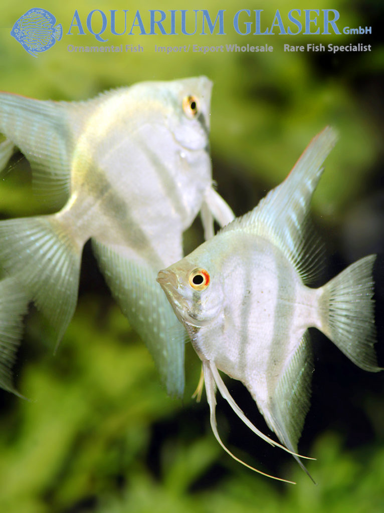 Pterophyllum Scalare Belem Sky Blue Aquarium Glaser GmbH