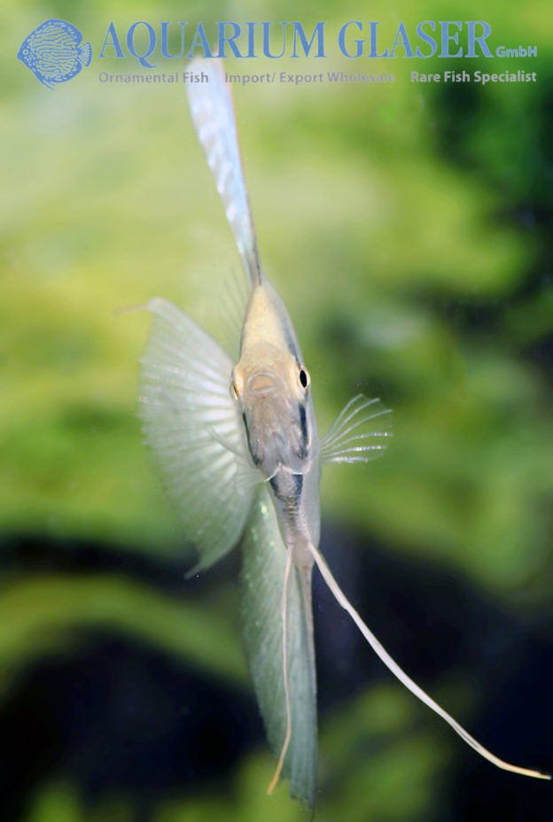 Pterophyllum Scalare Belem Sky Blue Aquarium Glaser Gmbh