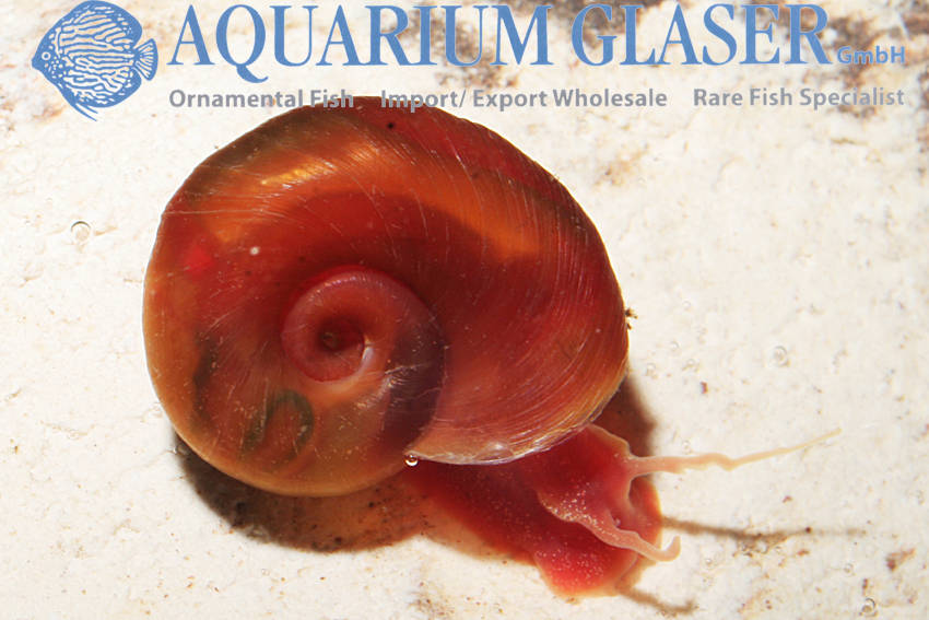 http://www.aquariumglaser.de/wp-content/uploads/posthorn-rot.jpg