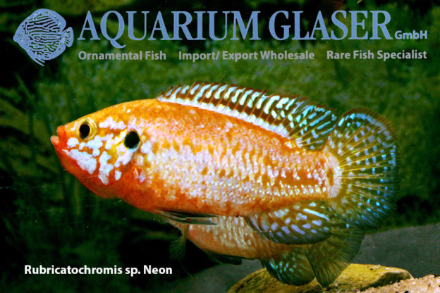 Rubricatochromis A New Genus Name For The Red Jewel Cichlids