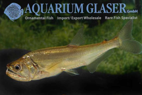 Hydrolycus Armatus - Aquarium Glaser GmbH