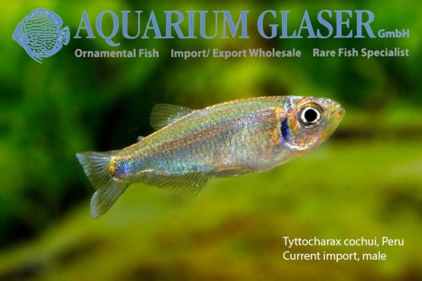 Dwarf Tetras from Peru 2: Tyttocharax cochui - Aquarium Glaser GmbH