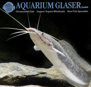 Clarias Gariepinus Aquarium Glaser Gmbh