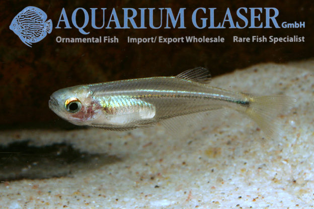 Denticeps clupeoides - Aquarium Glaser GmbH