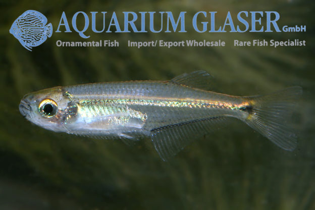 Denticeps clupeoides - Aquarium Glaser GmbH