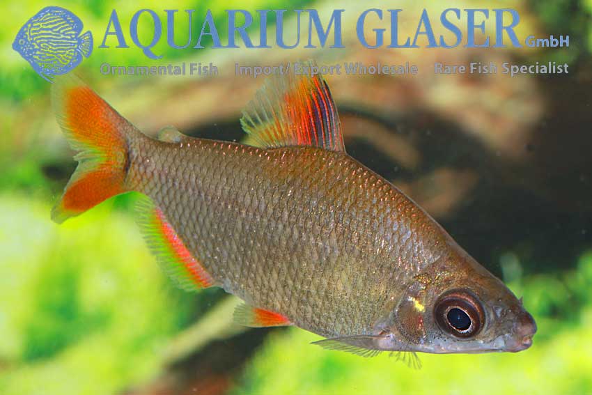 Distichodus affinis - Aquarium Glaser GmbH