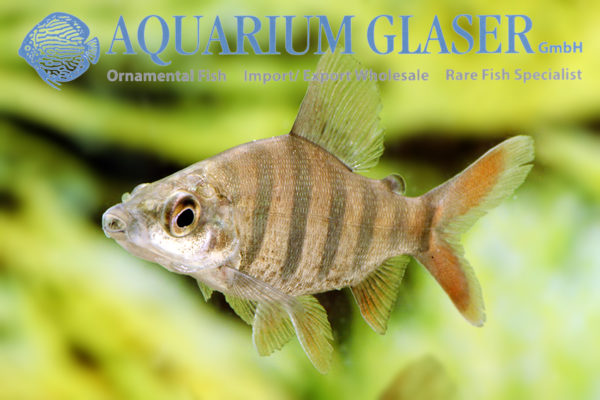 Distichodus lusosso - Aquarium Glaser GmbH