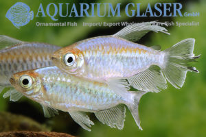 Phenacogrammus interruptus - Aquarium Glaser GmbH