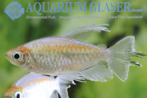 Phenacogrammus interruptus - Aquarium Glaser GmbH