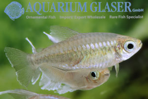 Phenacogrammus interruptus - Aquarium Glaser GmbH