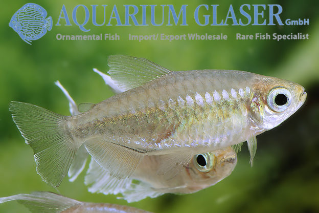 Phenacogrammus Interruptus - Aquarium Glaser Gmbh