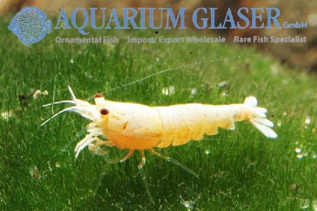 What We Offer - Aquarium Glaser Gmbh