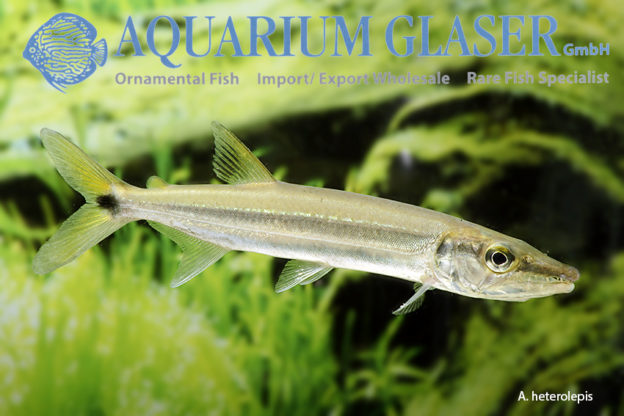 Acestrorhynchus Heterolepis And A. Microlepis - Aquarium Glaser GmbH