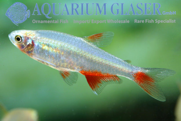 Aphyocharax anisitsi - Aquarium Glaser GmbH