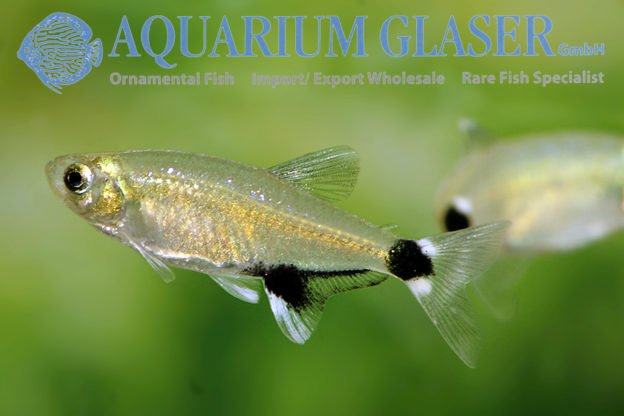 dawn tetra - Aquarium Glaser GmbH