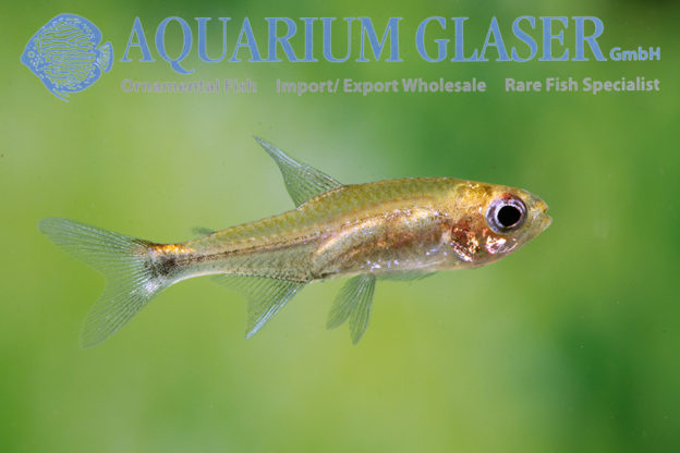 Axelrodia stigmatias - Aquarium Glaser GmbH