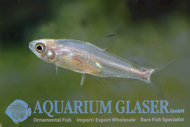 Brittanichthys axelrodi - Aquarium Glaser GmbH