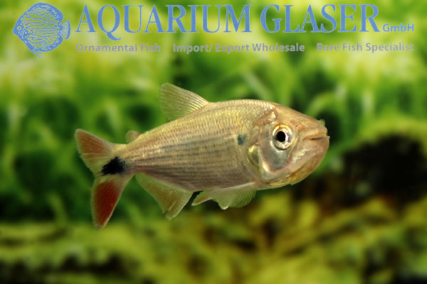 Brycon hilarii - Aquarium Glaser GmbH