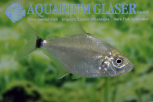 Catoprion mento - Aquarium Glaser GmbH