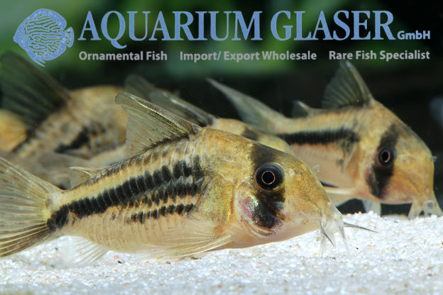 Corydoras axelrodi („deckeri“) - Aquarium Glaser GmbH