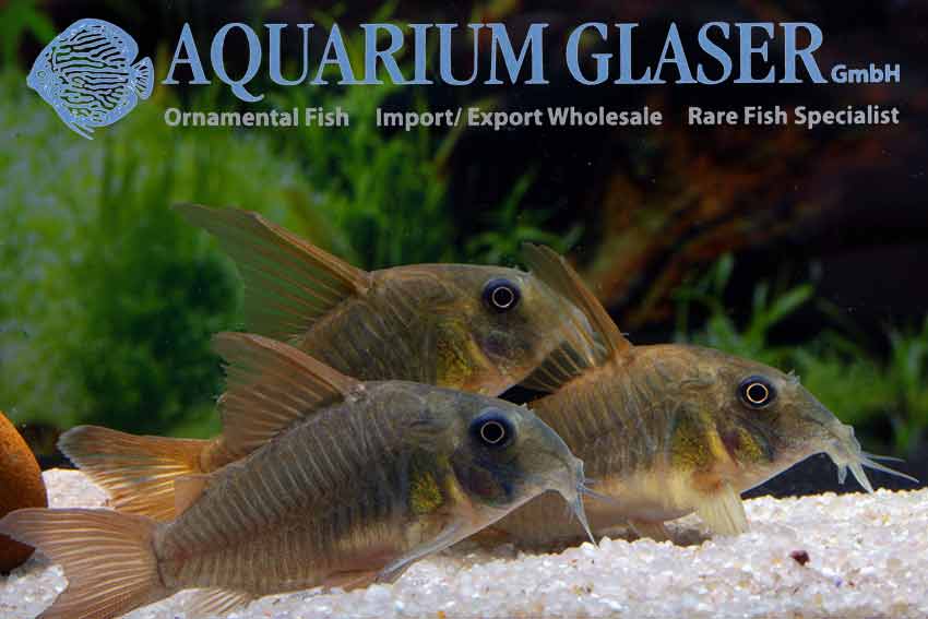 Corydoras Concolor - Aquarium Glaser GmbH