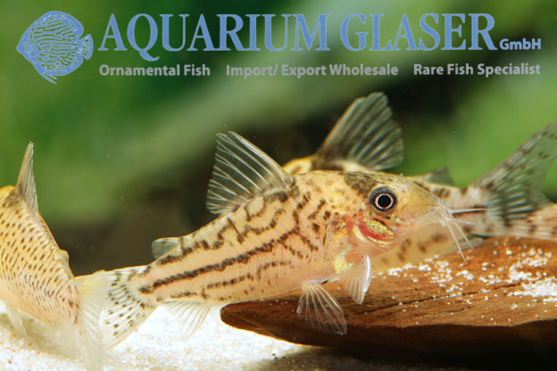 Corydoras sp. CW113 - Aquarium Glaser GmbH