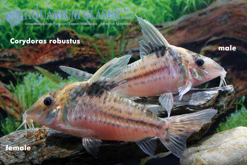 Corydoras robustus swimming in a tank