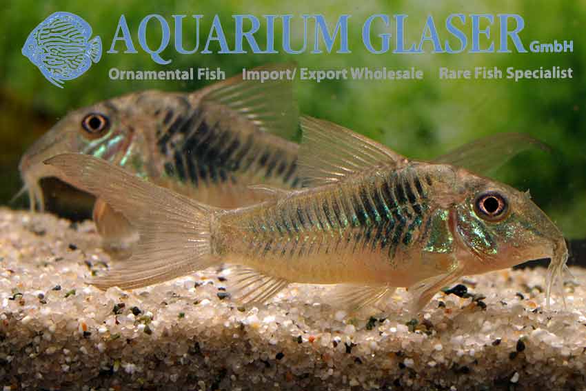 Unusual ornamental fish bred in Indonesia 2: Corydoras septentrionalis ...