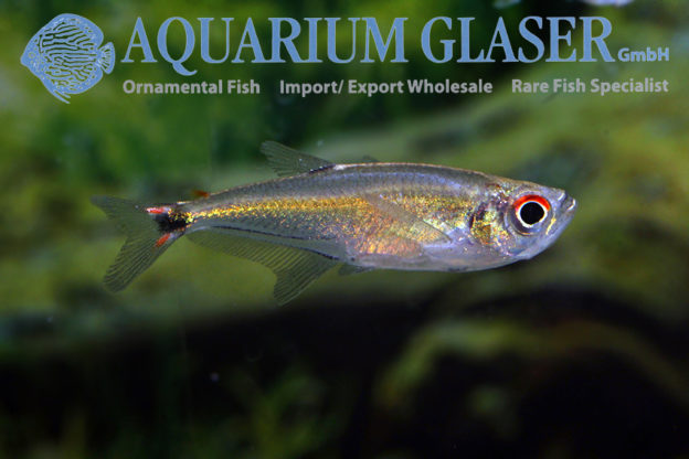 Gnathocharax steindachneri - Aquarium Glaser GmbH