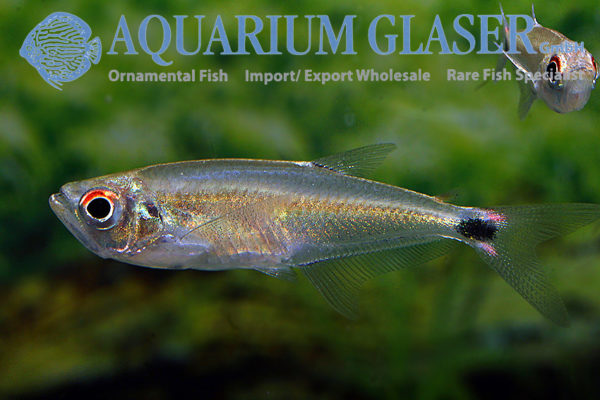 Gnathocharax steindachneri - Aquarium Glaser GmbH