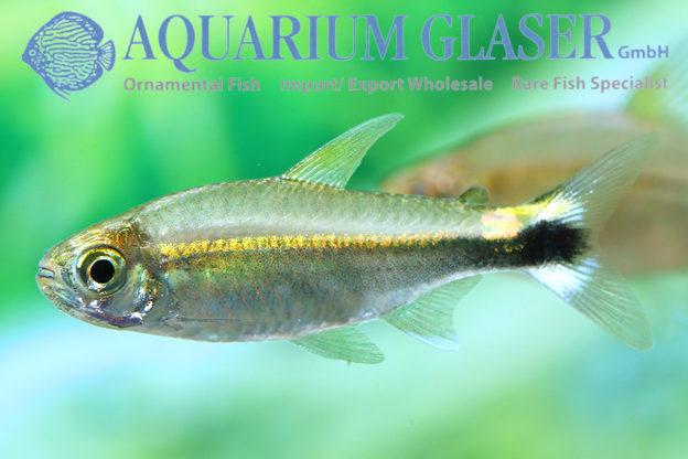 Hemigrammus hyanuary Wild - Aquarium Glaser GmbH