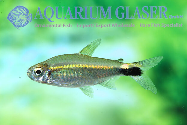 Hemigrammus hyanuary Wild - Aquarium Glaser GmbH