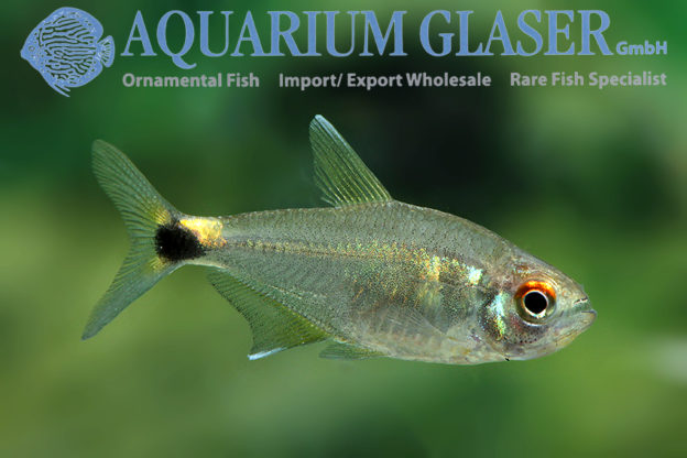 Hemigrammus ocellifer - Aquarium Glaser GmbH