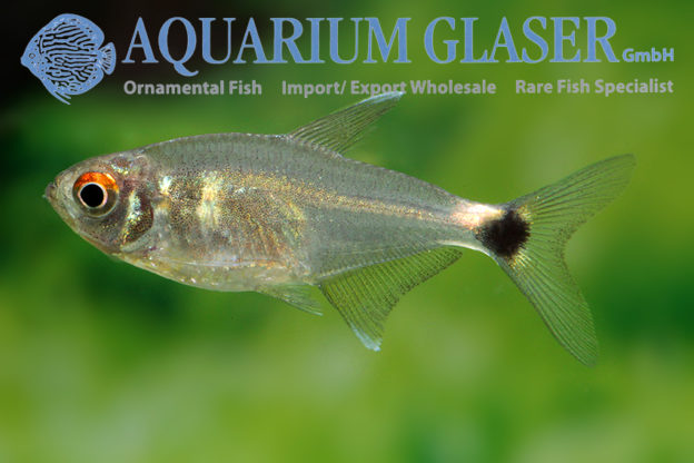 Hemigrammus ocellifer - Aquarium Glaser GmbH