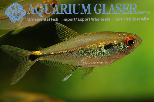 Hemigrammus luelingi - Aquarium Glaser GmbH