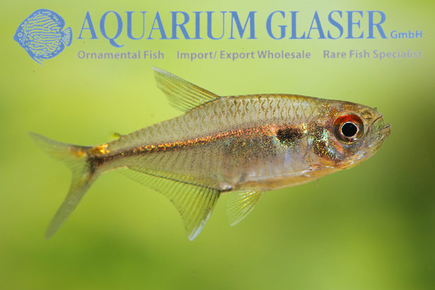 Hemigrammus luelingi - Aquarium Glaser GmbH