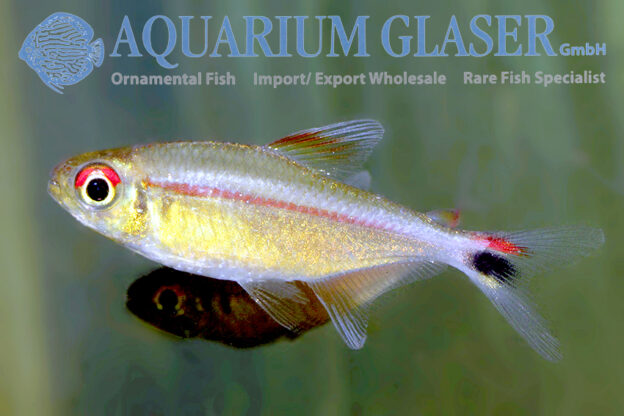 Hemigrammus rubrostriatus - Aquarium Glaser GmbH