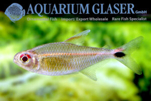 Hemigrammus rubrostriatus - Aquarium Glaser GmbH