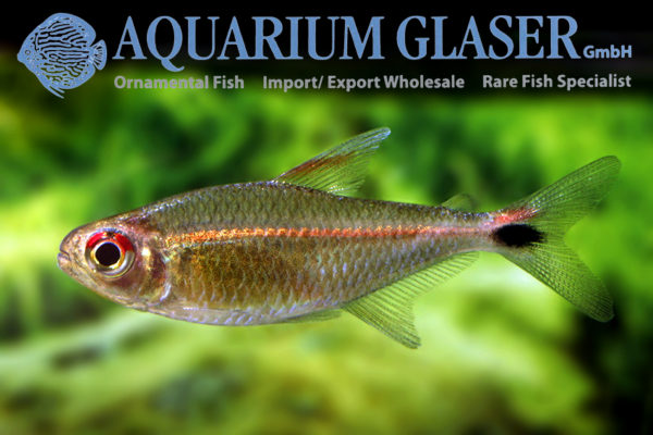 Hemigrammus rubrostriatus - Aquarium Glaser GmbH