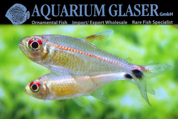 Hemigrammus rubrostriatus - Aquarium Glaser GmbH