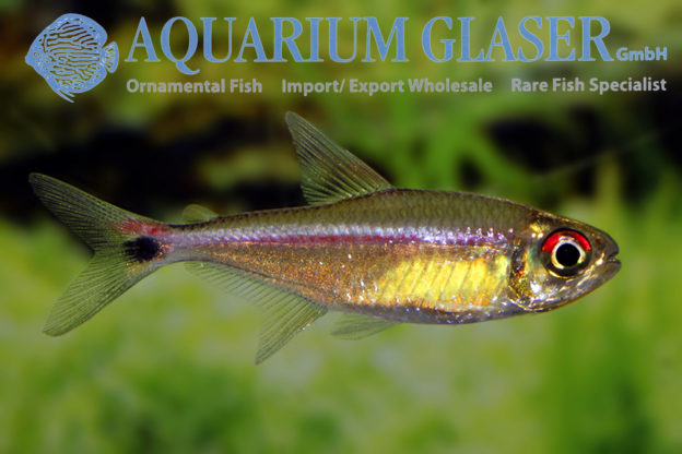 Hemigrammus rubrostriatus - Aquarium Glaser GmbH