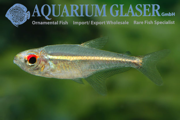 Hoplocharax goethei - Aquarium Glaser GmbH