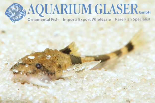 Hoplomyzon sexpapilostoma - Aquarium Glaser GmbH